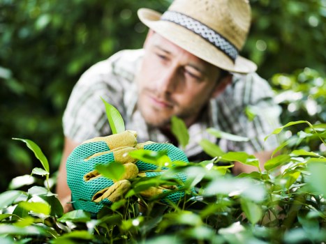 Comprehensive garden clearance process by Camden professionals